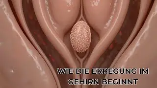 WIE DIE ERREGUNG IM GEHIRN BEGINNT