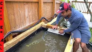 ARCHER FISH POND **Fish Training Begins**