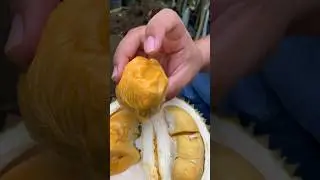 Termahal di indonesia Durian duri hitam vs super tembaga #duriandurihitam #duriansupertembaga