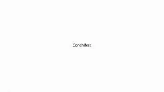 Conchifera PRONUNCIATION