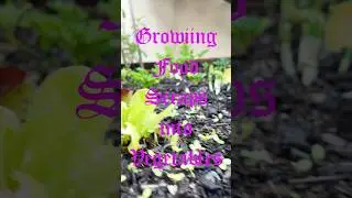 Grow scallions, chives, spring onions from food scraps