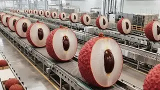 Inside a Modern Lychee Juice Factory | How Fresh Tropical Lychees Become Bottled Juice