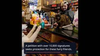 The Purrfect Partners: NYC's Bodega Cats and Their Charming Foes