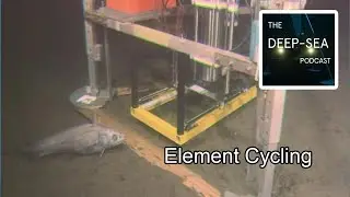 Trench nutrient cycling with Ronnie N Glud |The Deep Sea Podcast | Episode 61