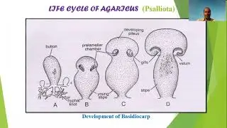 Life cycle of AGARICUS