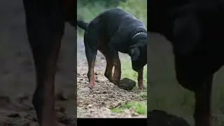 Rottweilers breed #doglove #dogs #rottweiler #rottweilerdog #shorts