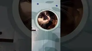 А чего скучать? 😸 #веселыекоты #коты #прикольныекоты #видосыоткота #pets #funny #cat #кот