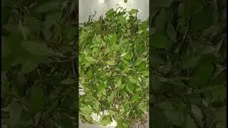 health benefits of Bathua leaves #shorts #viral #trending #farming #nature #facts #foodie