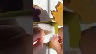 ASMR bulk sponge ripping compilation- crispy scour sounds #spongeripping