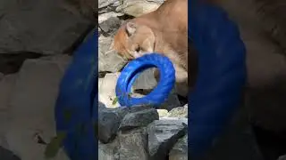 Новая игрушка у Мичи