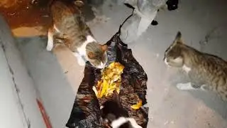 The other Mama cat is greedy and aggressive,they  are all the same hungry #cat #straycat #mamacat 