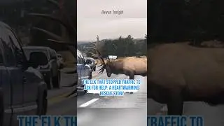 The Elk That Stopped Traffic to Ask for Help: A Heartwarming Rescue Story #shorts