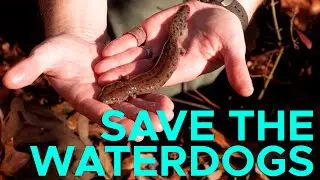 What's a Waterdog? and How Do We Save Them?