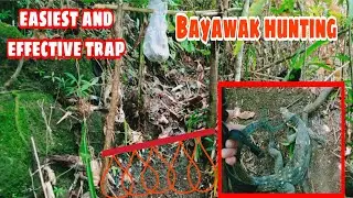 Traditional Trap/bayawak hunting||Komodo dragon Trap