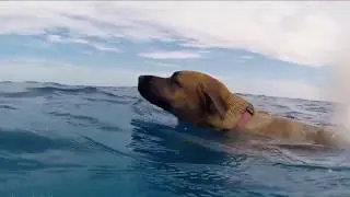 Dog Swims with Dolphins For the First Time