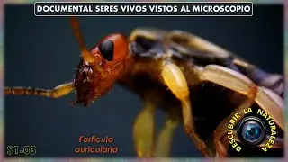 Vida al Detalle S1 Cap 03. Animales y Plantas vistos a trav&eacute;s del Microscopio.