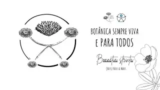 Bonnetia stricta (Nees) Nees & Mart. | Autodescri&ccedil;&atilde;o | BSV Para Todos