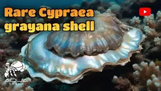 Pinctada radiata &ndash; The Pearl Maker of the Sea | A Hidden Ocean Treasure