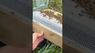 Prototype 🐝