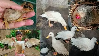 নতুন পোষা প্রাণী বাড়িতে আনলাম বন্ধুরা🪿🦆 আমার শখের খামার শেষ হয়ে গেল 😭 #duckling  #duck #hen 