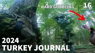 BEAUTIFUL HARDWOODS WILD TURKEY HUNT!!! HARD GOBBLIN' EVENING BIRD