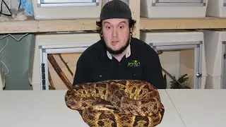 EXTREMELY RARE VIPER First Time Ever Filmed. (part 5 fastest vipers)