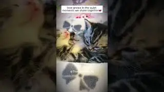 Cat Family Bonding Time 🐾💕 | Heartwarming Moments