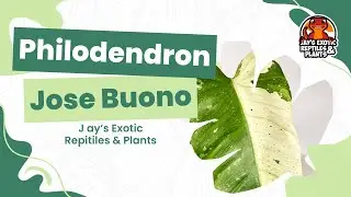 Philodendron 'Jose Buono'