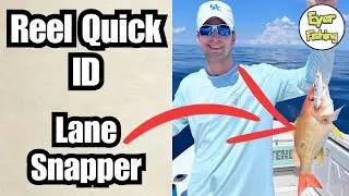 How to Identify Lane Snapper (Lutjanus synagris) | Saltwater Fish ID