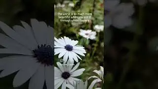 The world is so much more beautiful when you see it through white flowers