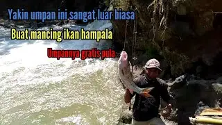 📌 Umpan ikan hampala gratis