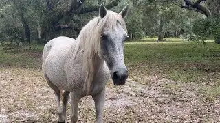 Wild Horses, Wetlands & Wildlife Saved: Eagle Haven Ranch Permanently Protected from Development