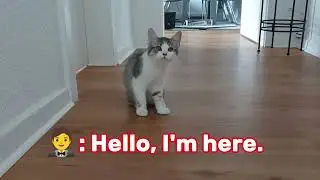 Conversation with the cat Tonic. Funny, laughter, and relaxation.