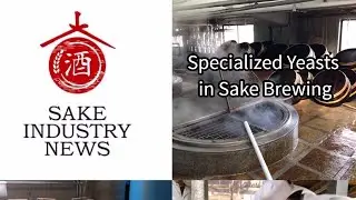 Specialized Yeasts Used in Sake Brewing - Sake Industry News