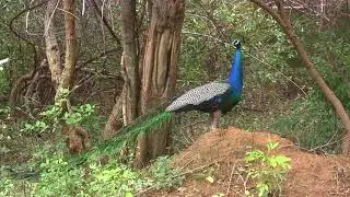 Western Ghats KMTR Papanasam