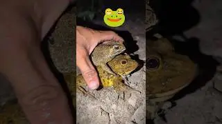 funny frogs and toads | funny frog catching | frog jump funny video | funny and comedy frogs