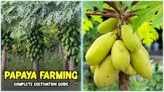 Papaya Farming - Seed Sowing, Planting, Fertilizing, Irrigation, Pest Control & Harvesting