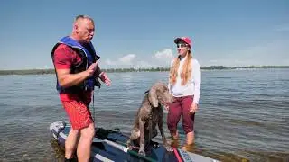 Учим собак плавать на сапборде 🏄&zwj;♂