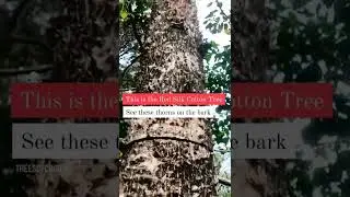 How to ID a Red Silk Cotton Tree - Look at the bark | #youtubeshorts #shorts #trees