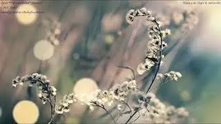 魔弾の射手 序曲 The Freeshooter Overture Weber Instrumental Music | Relaxing BGM | Piano Music Lullabies 🎵