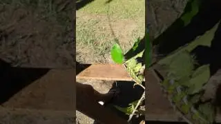Gata peluda en la isla