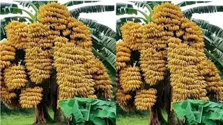 MODERN TECHNOLOGY BANANA FARM  -AMAZING BANANA HA...