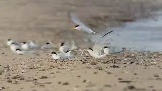 Little Tern (Sternula albifrons) Courtship