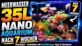 Meerwasser 35L NANO AQUARIUM NACH 7 WOCHEN Standzeit - betrieben mit ReefManager App & Hardware