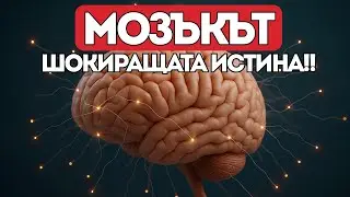 ЖИВОТНИТЕ - по-умни от нас? Истината за мозъка, която ще те ШОКИРА!