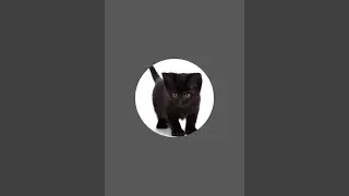 Daily life of my cat
 • Cute cat vlog
 • Cat playing
 • Funny cat moments
 • Cat daily