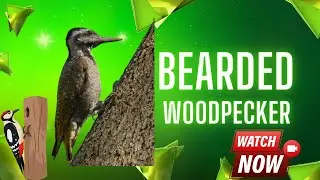 Bearded Woodpecker &ndash; The Tree-Drumming Expert of Africa! 🪵🔥