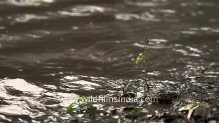 A study of rain in slow motion, using high frame rate videography