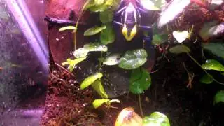 Dendrobates Tinctorious Cobalt feeding