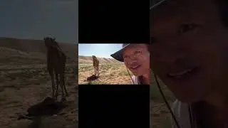 Came across a mama camel delivering her baby while filming the new season of lost cities ! . #oman